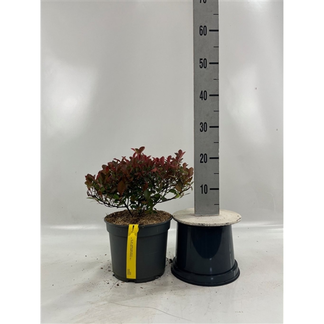 Fotinia – Photinia fraseri 'Little Fenna' - C5 30-40 CM
